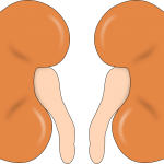kidney-147499_1280