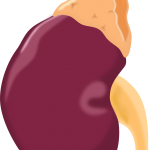 kidney-159117_1280