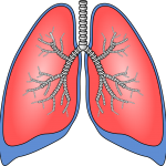 lungs-154282_1280